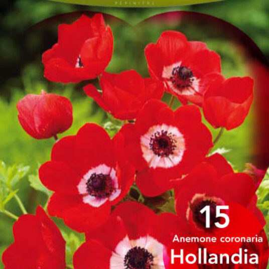 Anemone hybr. 'Hollandia'