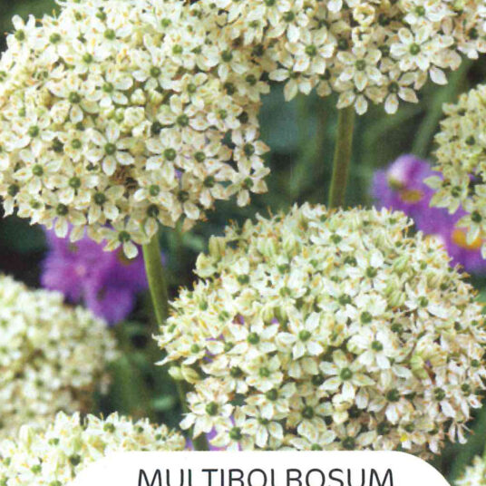Allium nigrum (= multibulbosum)