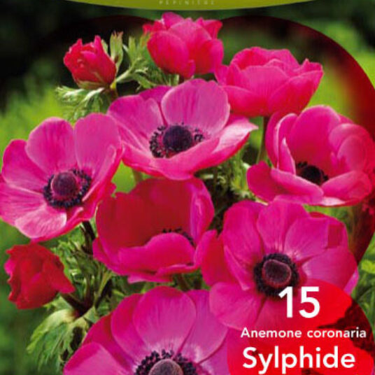 Anemone hybr. 'Sylphide'