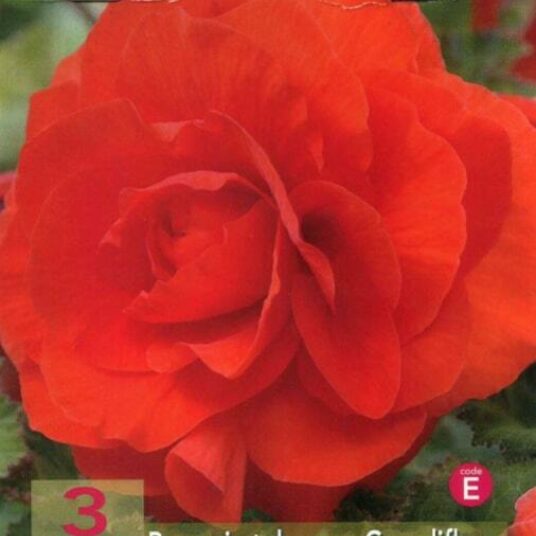 Begonia dubbel rood/rouge