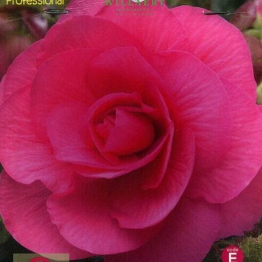 Begonia dubbel roze/rose
