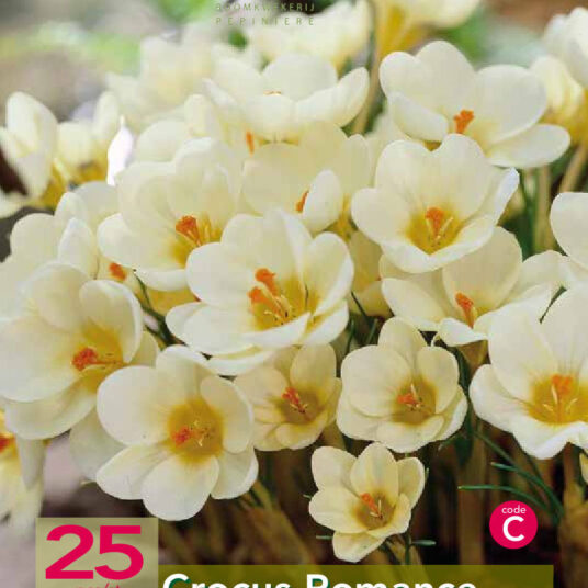 Crocus chrys. 'Cream Beauty' (= 'romance')