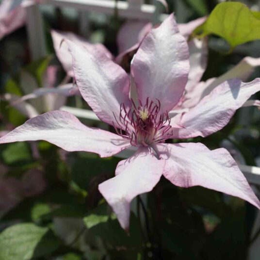 Clematis 'Giselle'®