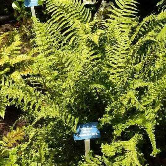 Dryopteris aff. 'Cristata' (= aff. 'the king')