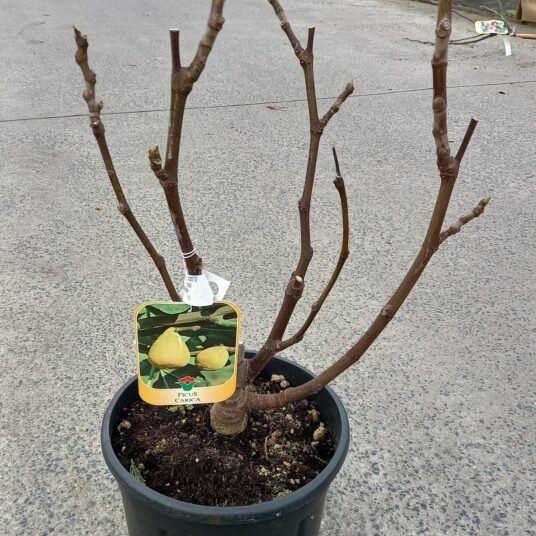 Ficus carica 'Brogiotto Bianco'