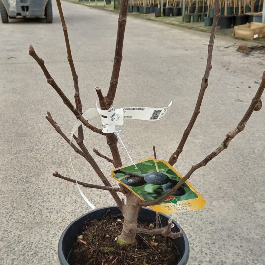 Ficus carica 'Brogiotto Nero'