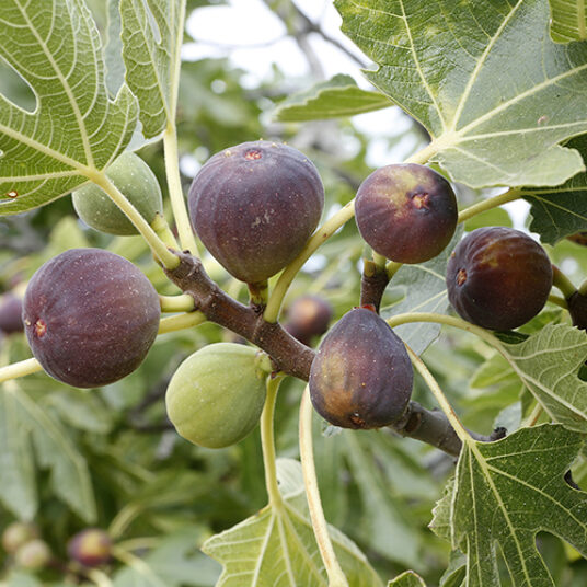 Ficus carica 'Rouge de Bordeaux'