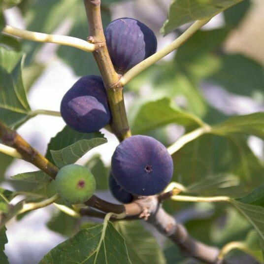 Ficus carica 'Violette Dauphine'