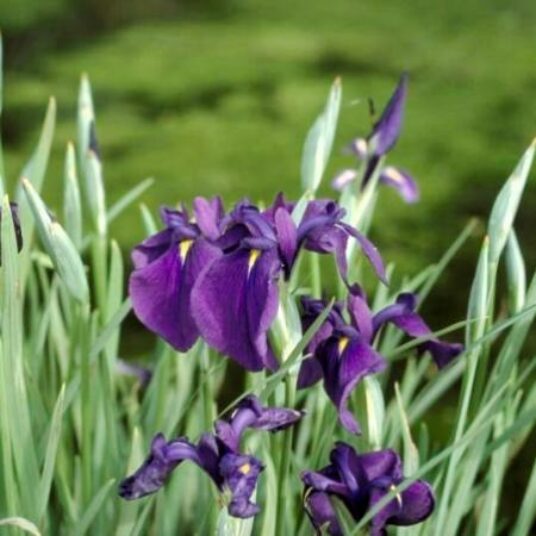 Iris ensata (= kaempferi)