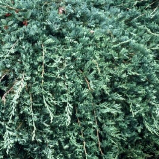 Juniperus hor. 'Wiltonii' (='blue_rug')