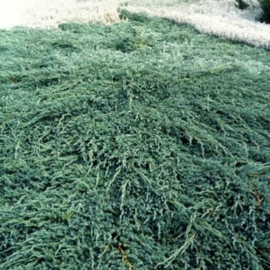 Juniperus squam. 'Blue Carpet'