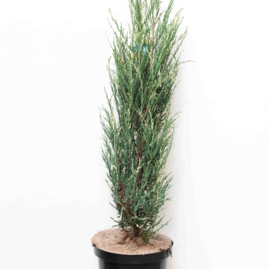 Juniperus scop. 'Blue Ivory'