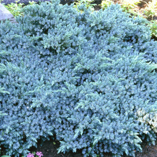 Juniperus squam. 'Blue Star'