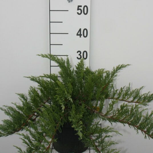 Juniperus sab. 'Tamariscifolia'