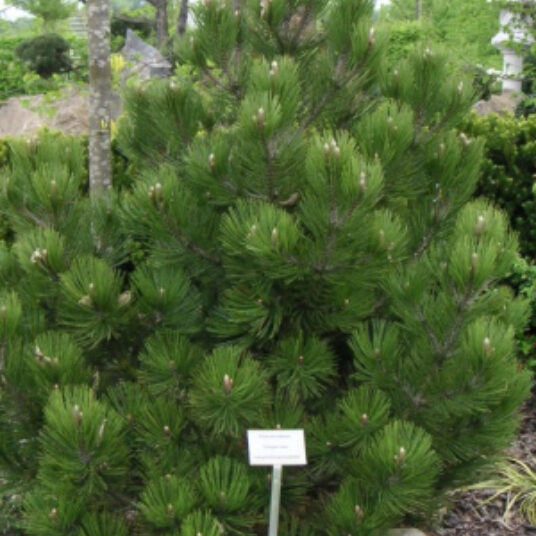 Pinus held. 'Compact Gem'