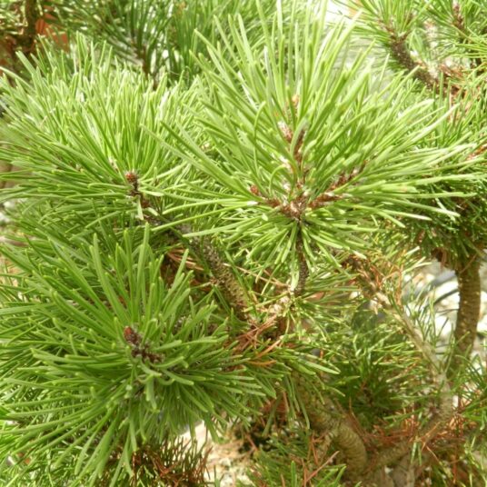 Pinus mugo 'Mugo' (='mughus')