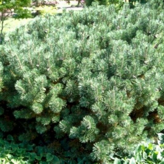 Pinus mugo 'Pumilio'