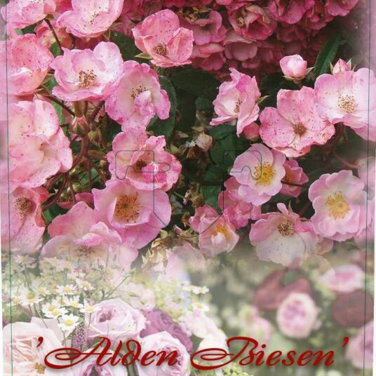 Rosa 'Alden Biesen'®