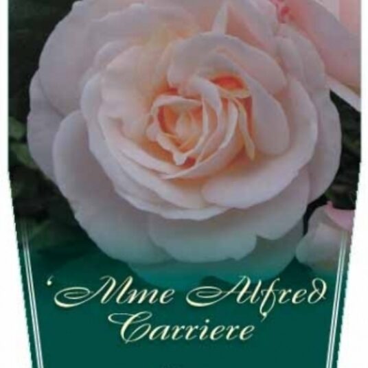Rosa 'Alfred Carrière' (='mme_alfred carriere')