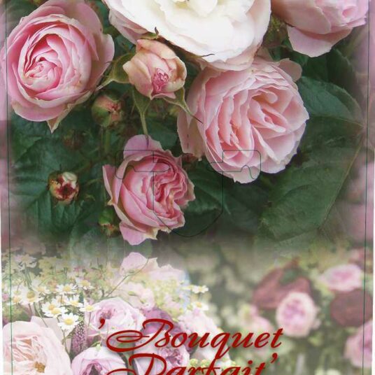 Rosa 'Bouquet Parfait'® (= 'lenfoba'®)