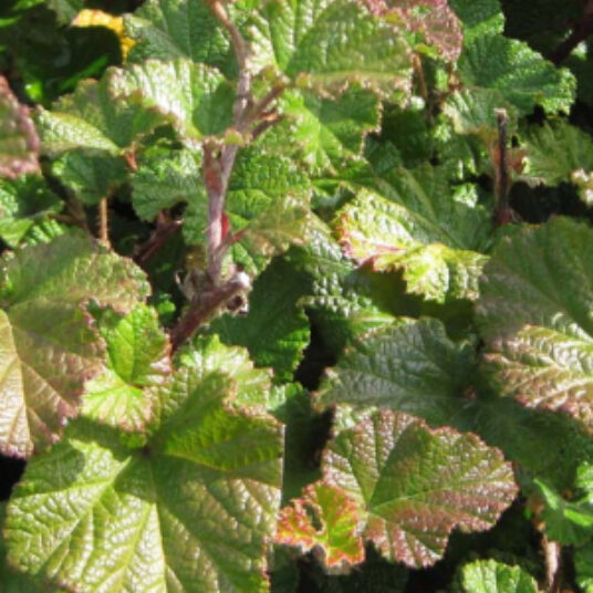 Rubus hybr. 'Betty Ashburner'