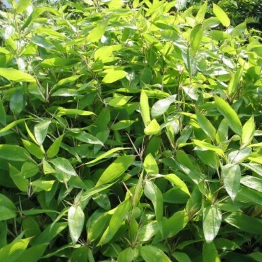Shibataea kumasasa (= bambusa ruscifolia)