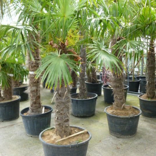 Trachycarpus fortunei (=chamaerops exelsa)