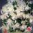 Begonia pendula wit/blanc