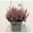 Calluna vulgaris roze/rose