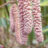 Corylus hybr. 'Rode Zellernoot'