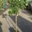 Ficus carica 'Del Portogallo'