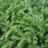 Juniperus conf. 'Blue Pacific'