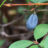 Lonicera caerulea 'Kamtschatica'