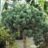 Pinus sylv. 'Watereri'