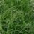 Carex osh. 'Evergreen' ®